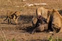 073 Kruger National Park, leeuwen met buffel